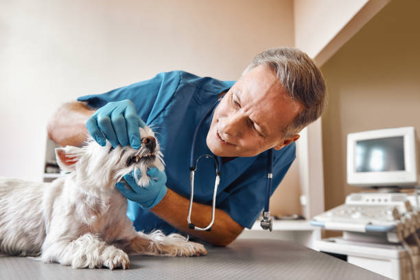 Best Emergency Gum Treatment in Aitkin, MN